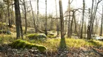Trädstammar i skog.