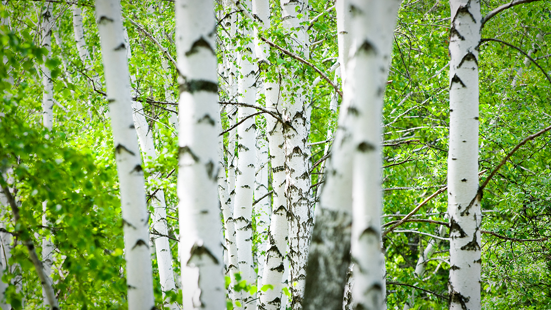Grönskande skog med björkar.