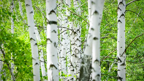 Grönskande skog med björkar.