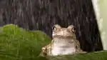 Groda i regn
