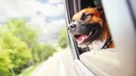 Hund sticker ut huvudet från en öppen fönsterruta på en bil.