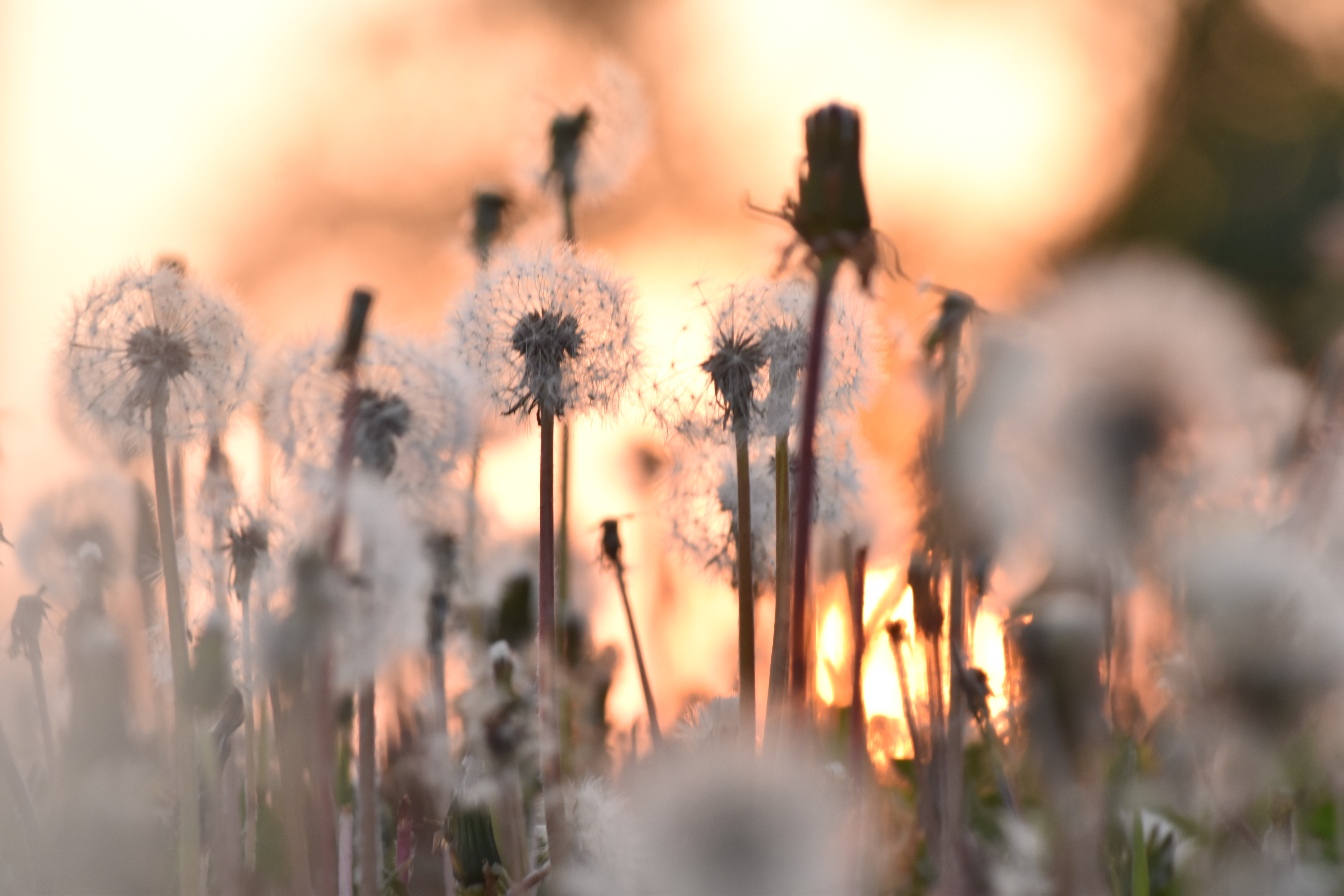 Maskrosor med solnedgång i bakgrunden.