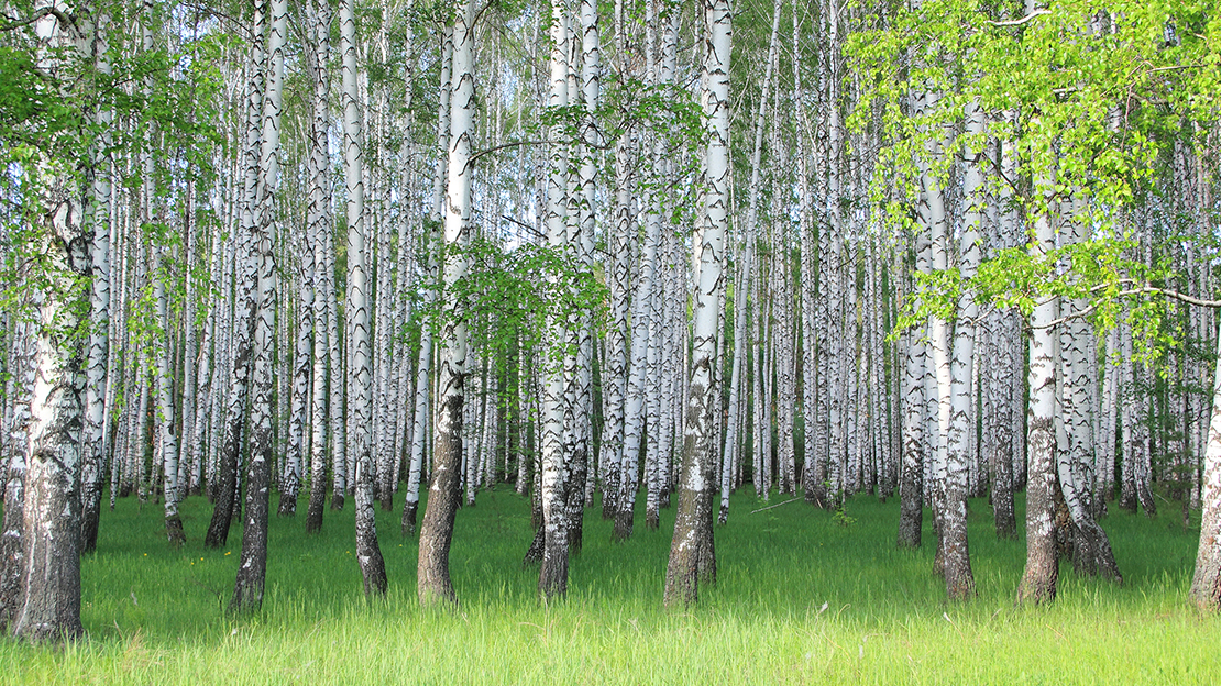Björkskog över grönt gräs.