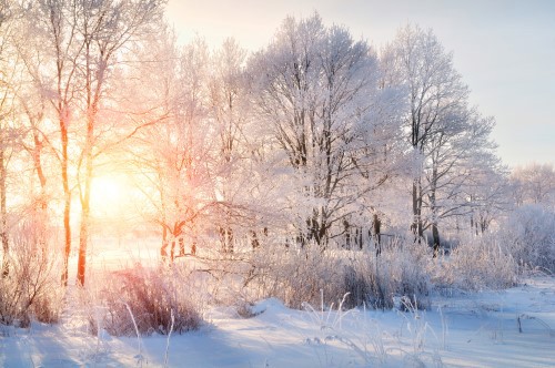 Snötäckt skog där solen lyser igenom.