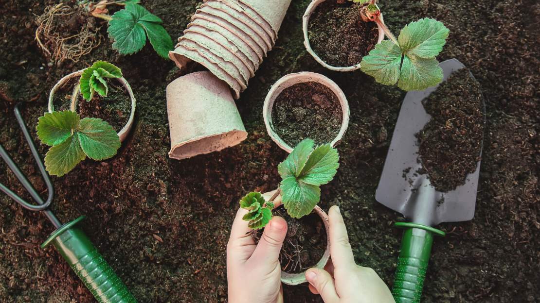 Små växter som sätts i jord.