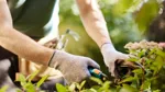 Man arbetar i trädgård med trädgårdshandskar.