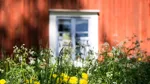 Sommarblommor framför röd stuga.