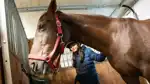 En flicka och en häst.
