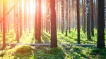 Trädstammar i skog.