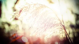 Ett vasstrå i motljus.