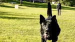 Svart hund på en gräsmatta.