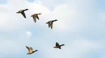 Flyttfåglar som flyger i en blå himmel.