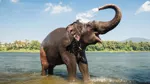 Elefant badar sig själv med snabeln i vatten.