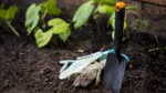 Trädgårdshandskar och trädgårdsspade i en plantering.